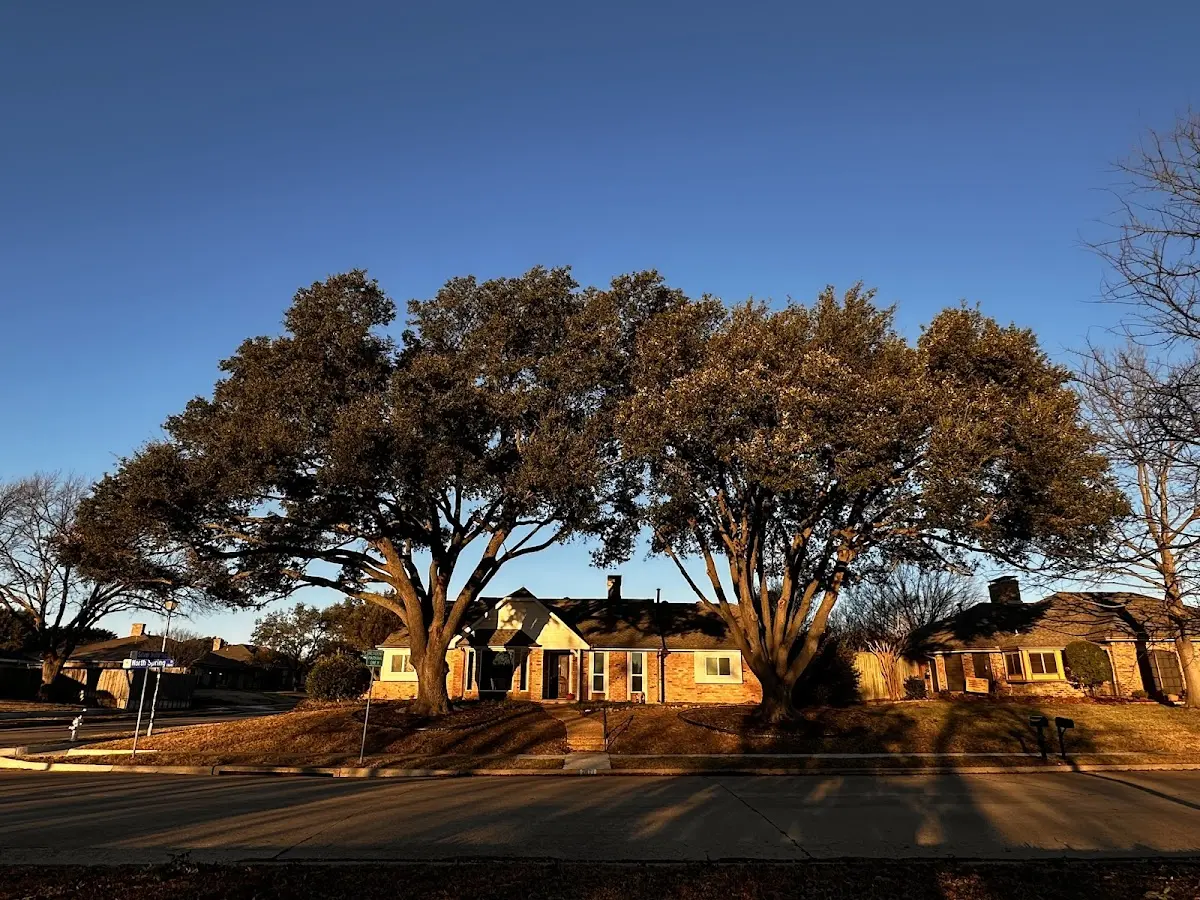Established residential canopy tree shading a home in Sierra Madre