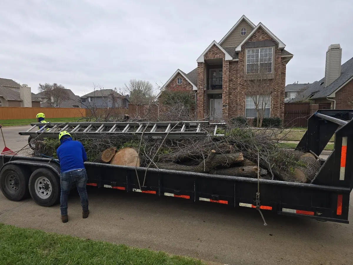 Expert Tree Fertilization with proper safety equipment in Sierra Madre